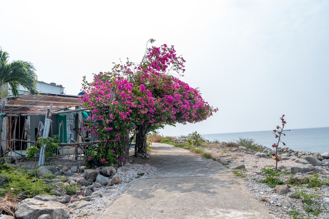 Hòn đảo không khách sạn, không resort, cách đất liền 20km, nhiều người bản địa cũng không biết tới- Ảnh 7. Hòn đảo không khách sạn, không resort, cách đất liền 20km, nhiều người bản địa cũng không biết tới- Ảnh 7.