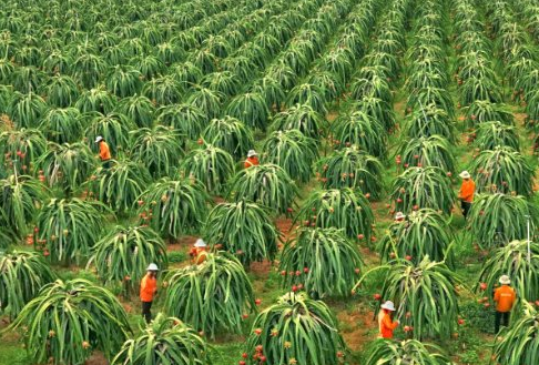 Không phải sầu riêng, một loại 'siêu trái cây' đang gặp khó tại Trung Quốc: Giá bất ngờ lao dốc 1 nửa, Việt Nam trồng nhiều nhất thế giới- Ảnh 1.