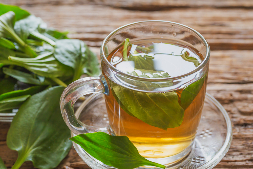 Việt Nam có loại cây mọc dại, người Trung Quốc coi là ‘cỏ tài lộc’: Hóa ra là vị thuốc quý- Ảnh 2.