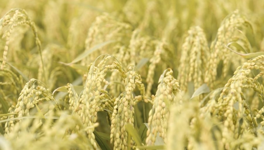 Bê bối gạo giả rúng động đất nước, đích thân Tổng thống chỉ đạo điều tra: 6 công ty gạo lớn bị nghi cầm đầu, trên 200 tấn gạo nhái bị thu giữ, người tiêu dùng chịu thiệt hơn 6 tỷ USD- Ảnh 1.