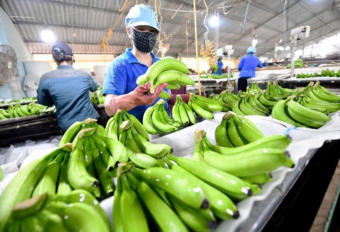 Đập tan định kiến "nhảy đâu sập đó", bầu Đức thắng lớn khi chuối Việt Nam bứt phá chiếm gần 50% thị phần Trung Quốc, xuất khẩu tăng 55%- Ảnh 1.