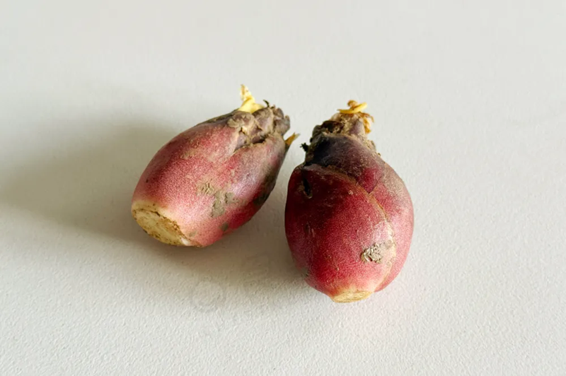 Loại “nhân sâm châu Á” trên mâm cơm của người Nhật nhưng ít người Việt biết tới, thật đáng tiếc!- Ảnh 1. Loại “nhân sâm châu Á” trên mâm cơm của người Nhật nhưng ít người Việt biết tới, thật đáng tiếc!- Ảnh 1.