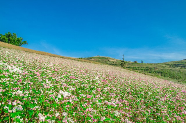 Thảo nguyên rộng lớn ngay vùng núi phía Bắc, cách Hà Nội 400km: Du khách nhận xét "như Châu Âu thu nhỏ"- Ảnh 4. Thảo nguyên rộng lớn ngay vùng núi phía Bắc, cách Hà Nội 400km: Du khách nhận xét "như Châu Âu thu nhỏ"- Ảnh 4.