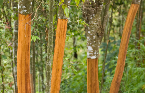 Một loại cây từ Indonesia đổ bộ giúp Việt Nam xuất khẩu dẫn đầu thế giới: Thu về hơn 210 triệu USD, được mệnh danh vàng nâu triệu đô của toàn cầu- Ảnh 1.