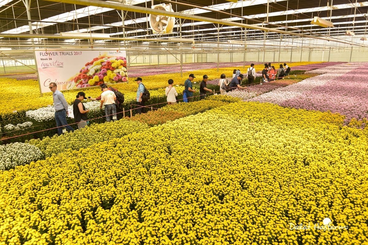 Công ty hoa tươi lớn nhất Việt Nam chi 270 triệu AUD thâu tóm công ty niêm yết tại Úc, trở thành một trong những DN hoa lớn nhất thế giới- Ảnh 1. Công ty hoa tươi lớn nhất Việt Nam chi 270 triệu AUD thâu tóm công ty niêm yết tại Úc, trở thành một trong những DN hoa lớn nhất thế giới- Ảnh 1.
