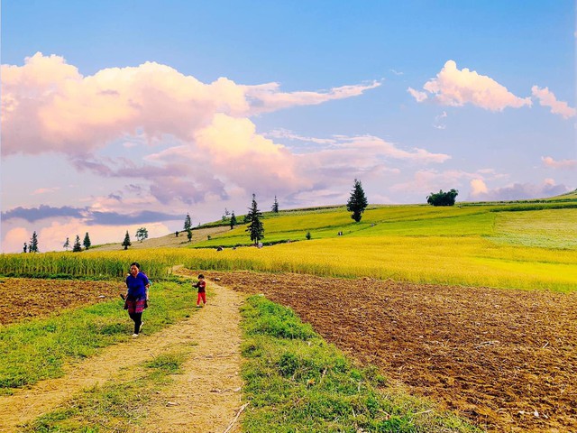 Thảo nguyên rộng lớn ngay vùng núi phía Bắc, cách Hà Nội 400km: Du khách nhận xét "như Châu Âu thu nhỏ"- Ảnh 13. Thảo nguyên rộng lớn ngay vùng núi phía Bắc, cách Hà Nội 400km: Du khách nhận xét "như Châu Âu thu nhỏ"- Ảnh 13.