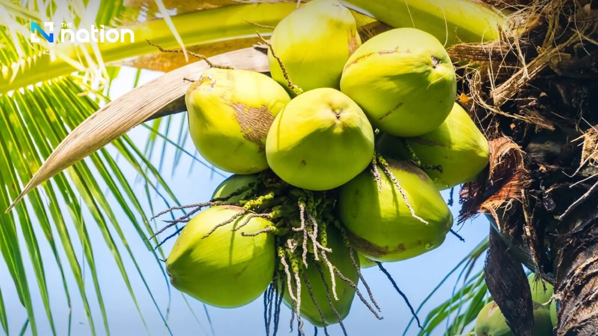 Sau sầu riêng, thêm một 'sản vật' của Việt Nam trở thành đối thủ lớn của Thái Lan: sản lượng hơn 2 triệu tấn/năm, nước ta là ông lớn thứ 7 thế giới- Ảnh 2. Sau sầu riêng, thêm một 'sản vật' của Việt Nam trở thành đối thủ lớn của Thái Lan: sản lượng hơn 2 triệu tấn/năm, nước ta là ông lớn thứ 7 thế giới- Ảnh 2.