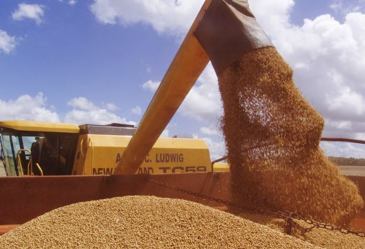 Trung Quốc dừng nhập khẩu đậu tương, nông dân Mỹ vẫn trúng lớn do ồ ạt trồng loại nông sản thay thế: Đã ký hợp đồng xuất khẩu 20 triệu tấn, nhu cầu tăng mạnh tại Đông Nam Á- Ảnh 1.