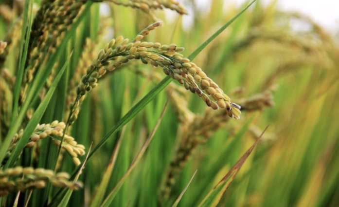 Buồn của quốc gia sản xuất gạo lớn thứ 3 thế giới: Giá tăng vọt dù sản lượng và nhập khẩu cao kỷ lục, mua từ Việt Nam tăng gần 26.000%- Ảnh 1. Buồn của quốc gia sản xuất gạo lớn thứ 3 thế giới: Giá tăng vọt dù sản lượng và nhập khẩu cao kỷ lục, mua từ Việt Nam tăng gần 26.000%- Ảnh 1.
