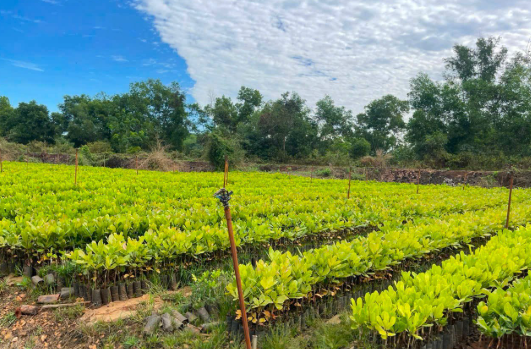 Hơn nửa triệu tấn ‘cứu tinh’ từ Campuchia vừa đổ bộ Việt Nam: Được mệnh danh ‘vàng trắng’ trên cây, nước ta đứng thứ 3 thế giới- Ảnh 1. Hơn nửa triệu tấn ‘cứu tinh’ từ Campuchia vừa đổ bộ Việt Nam: Được mệnh danh ‘vàng trắng’ trên cây, nước ta đứng thứ 3 thế giới- Ảnh 1.