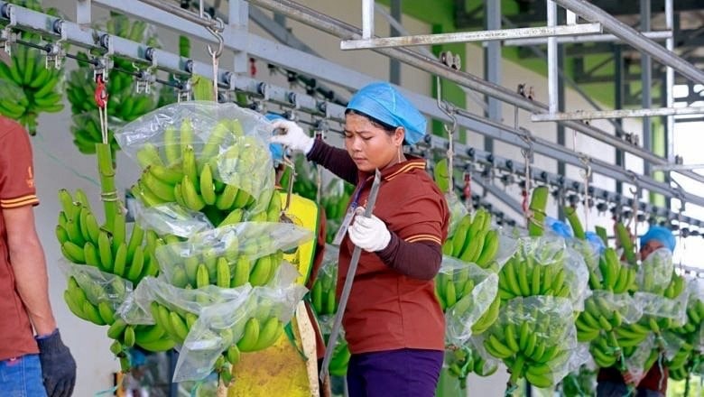 Chân dung 2 DN nghìn tỷ của Hoàng Anh Gia Lai muốn niêm yết năm 2026, 2027: Có công ty được chuyển 300 tỷ tiền nợ thành vốn góp- Ảnh 1. Chân dung 2 DN nghìn tỷ của Hoàng Anh Gia Lai muốn niêm yết năm 2026, 2027: Có công ty được chuyển 300 tỷ tiền nợ thành vốn góp- Ảnh 1.