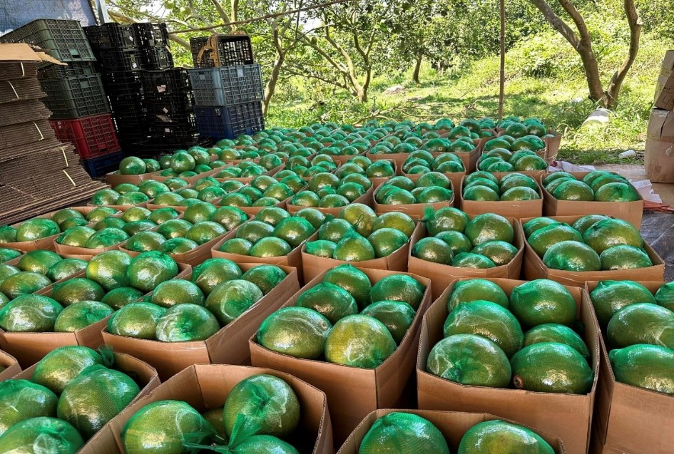 Không phải sầu riêng, loại quả của Việt Nam khiến cựu Thứ trưởng Bộ Nông nghiệp Mỹ phải tấm tắc khen ngon: sản lượng 1 triệu tấn/năm, vừa có thêm 'visa' sang Úc- Ảnh 1.