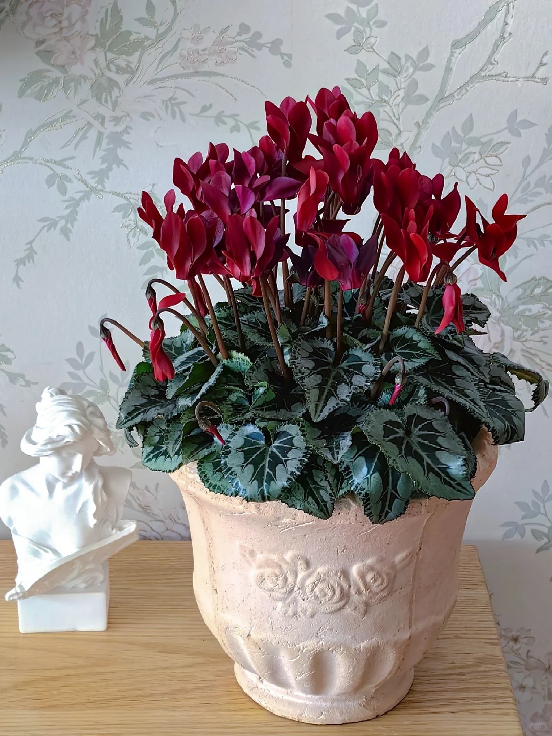 Hoa anh thảo đang hot, vừa dễ trồng lại giúp nhà thêm phúc khí, hoa nở từ Noel đến sau Tết, chị em tha hồ mà chơi- Ảnh 23.