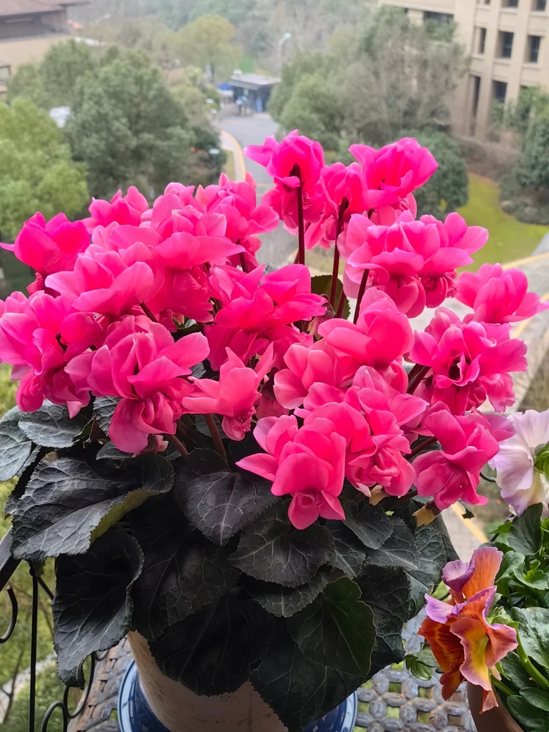 Hoa anh thảo đang hot, vừa dễ trồng lại giúp nhà thêm phúc khí, hoa nở từ Noel đến sau Tết, chị em tha hồ mà chơi- Ảnh 19.