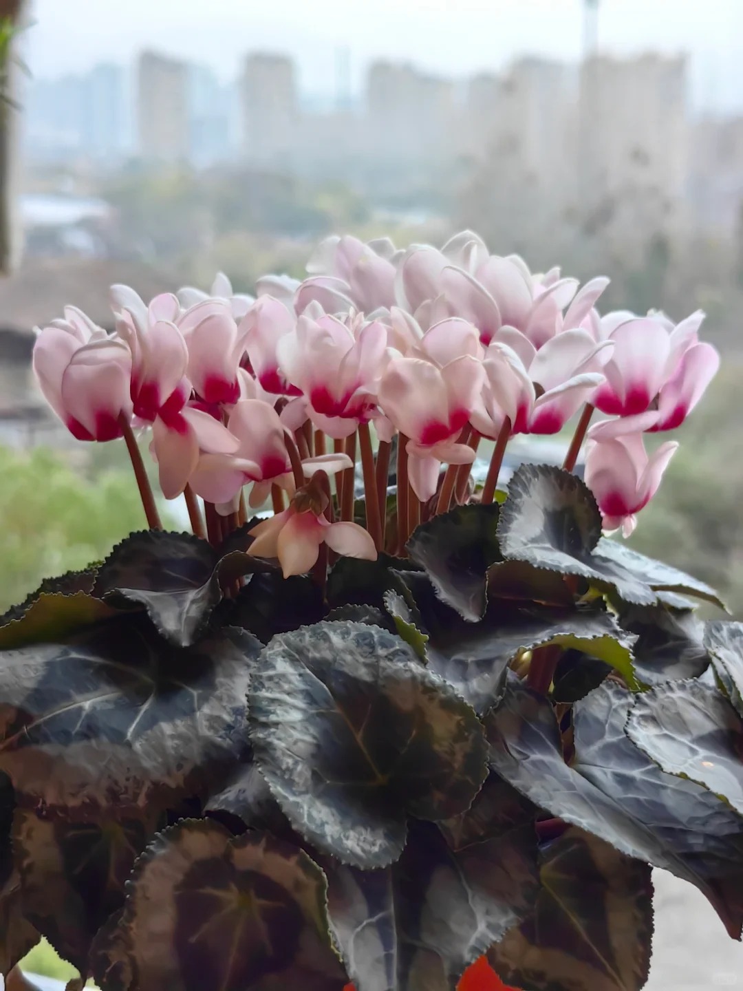 Hoa anh thảo đang hot, vừa dễ trồng lại giúp nhà thêm phúc khí, hoa nở từ Noel đến sau Tết, chị em tha hồ mà chơi- Ảnh 22.