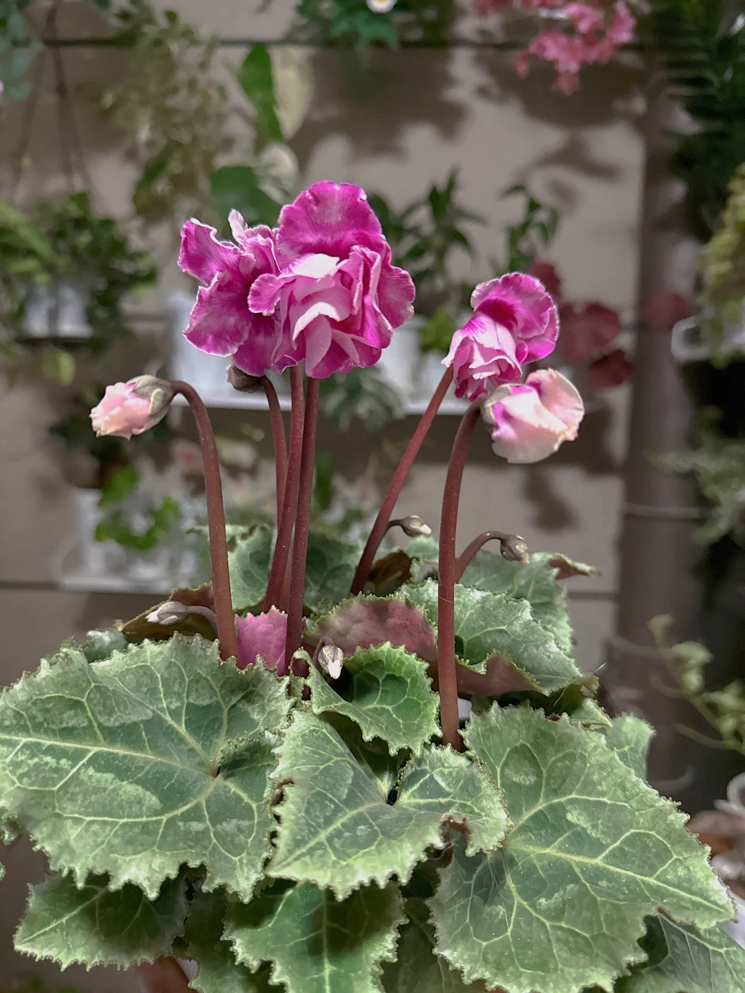 Hoa anh thảo đang hot, vừa dễ trồng lại giúp nhà thêm phúc khí, hoa nở từ Noel đến sau Tết, chị em tha hồ mà chơi- Ảnh 25.