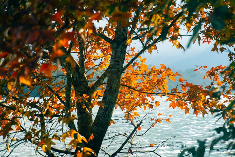 Không phải Hàn Quốc, Nhật Bản, đây là rừng phong ở Việt Nam: Du khách nhận xét Không phải Hàn Quốc, Nhật Bản, đây là rừng phong ở Việt Nam: Du khách nhận xét