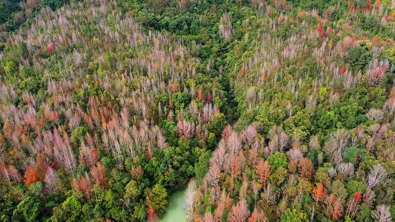 Không phải Hàn Quốc, Nhật Bản, đây là rừng phong ở Việt Nam: Du khách nhận xét Không phải Hàn Quốc, Nhật Bản, đây là rừng phong ở Việt Nam: Du khách nhận xét