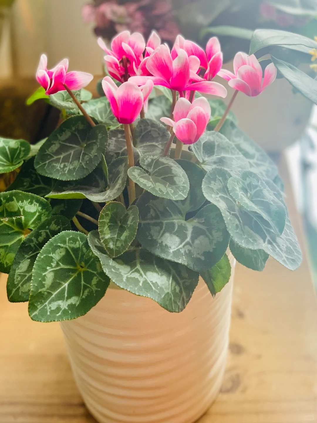 Hoa anh thảo đang hot, vừa dễ trồng lại giúp nhà thêm phúc khí, hoa nở từ Noel đến sau Tết, chị em tha hồ mà chơi- Ảnh 15.