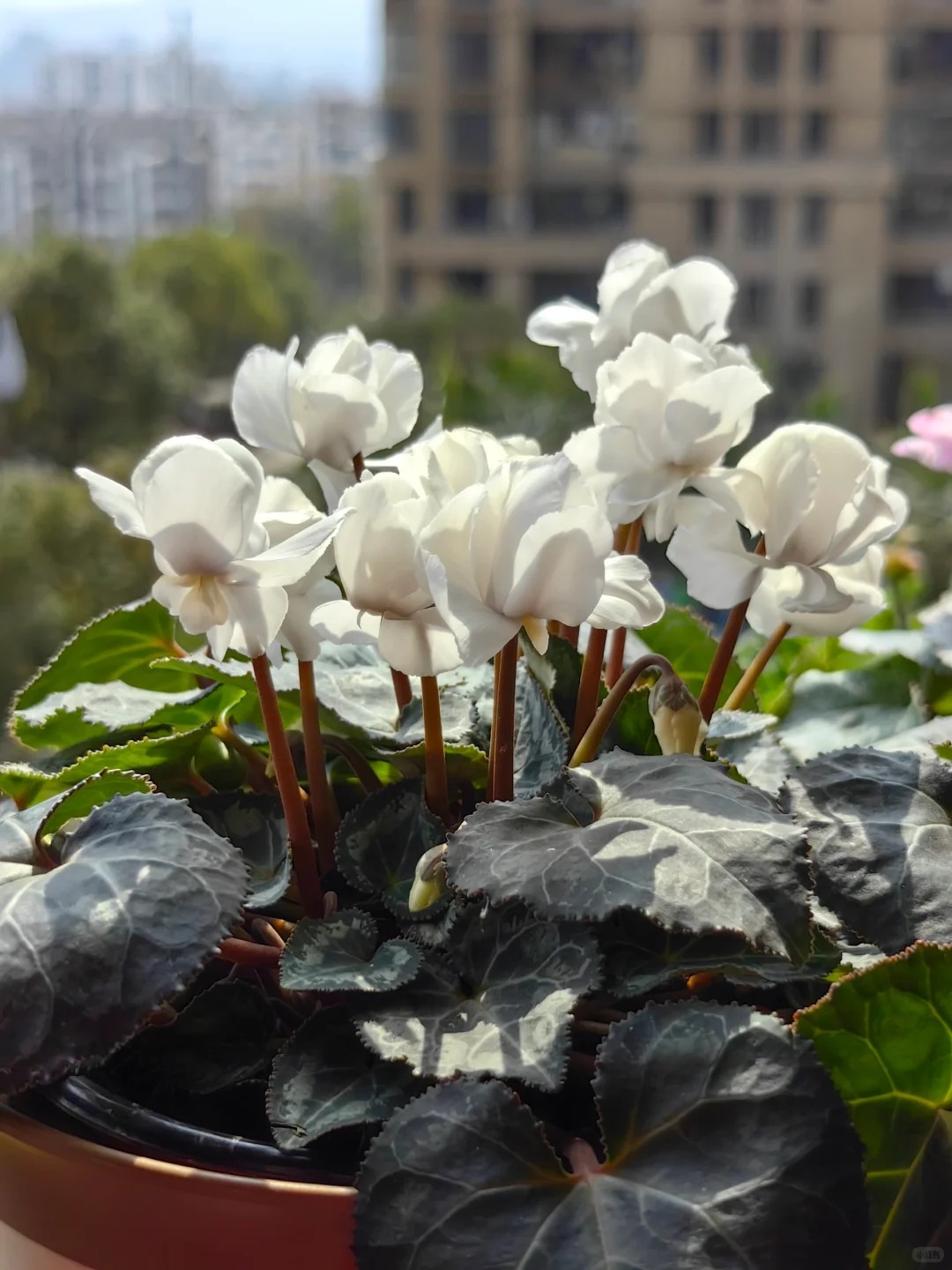 Hoa anh thảo đang hot, vừa dễ trồng lại giúp nhà thêm phúc khí, hoa nở từ Noel đến sau Tết, chị em tha hồ mà chơi- Ảnh 21.