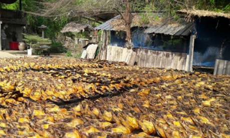 Châu Âu đang thiếu hụt một mặt hàng mở ra cơ hội lớn cho Việt Nam: Thu về gần 150 triệu USD, cả thế giới tranh nuôi nhưng chỉ nước ta tạo ra ngành công nghiệp- Ảnh 1.