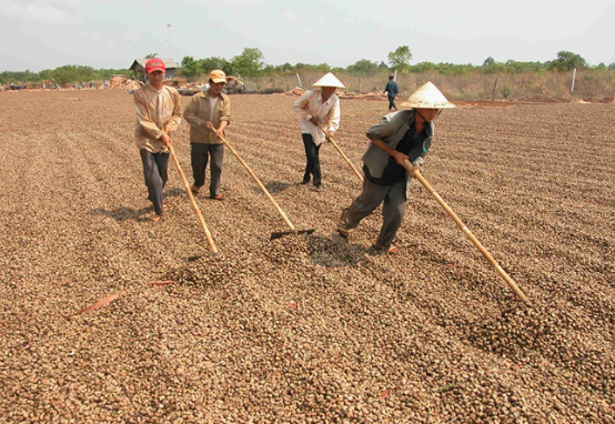 Campuchia, châu Phi đua nhau đưa vào Việt Nam một loại nông sản quan trọng: Là trợ lực giúp nước ta xuất khẩu bỏ xa thế giới, giá ngày càng đắt đỏ- Ảnh 1.