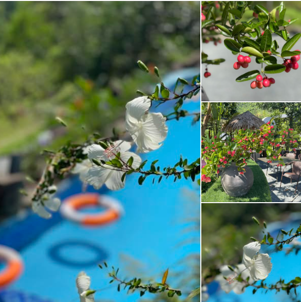 Nam nghệ sĩ "Trương Chi nhạc đỏ" sở hữu nhà vườn 12.000m2, U60 sống an yên: "Cứ thấy hạnh phúc là làm"- Ảnh 6.