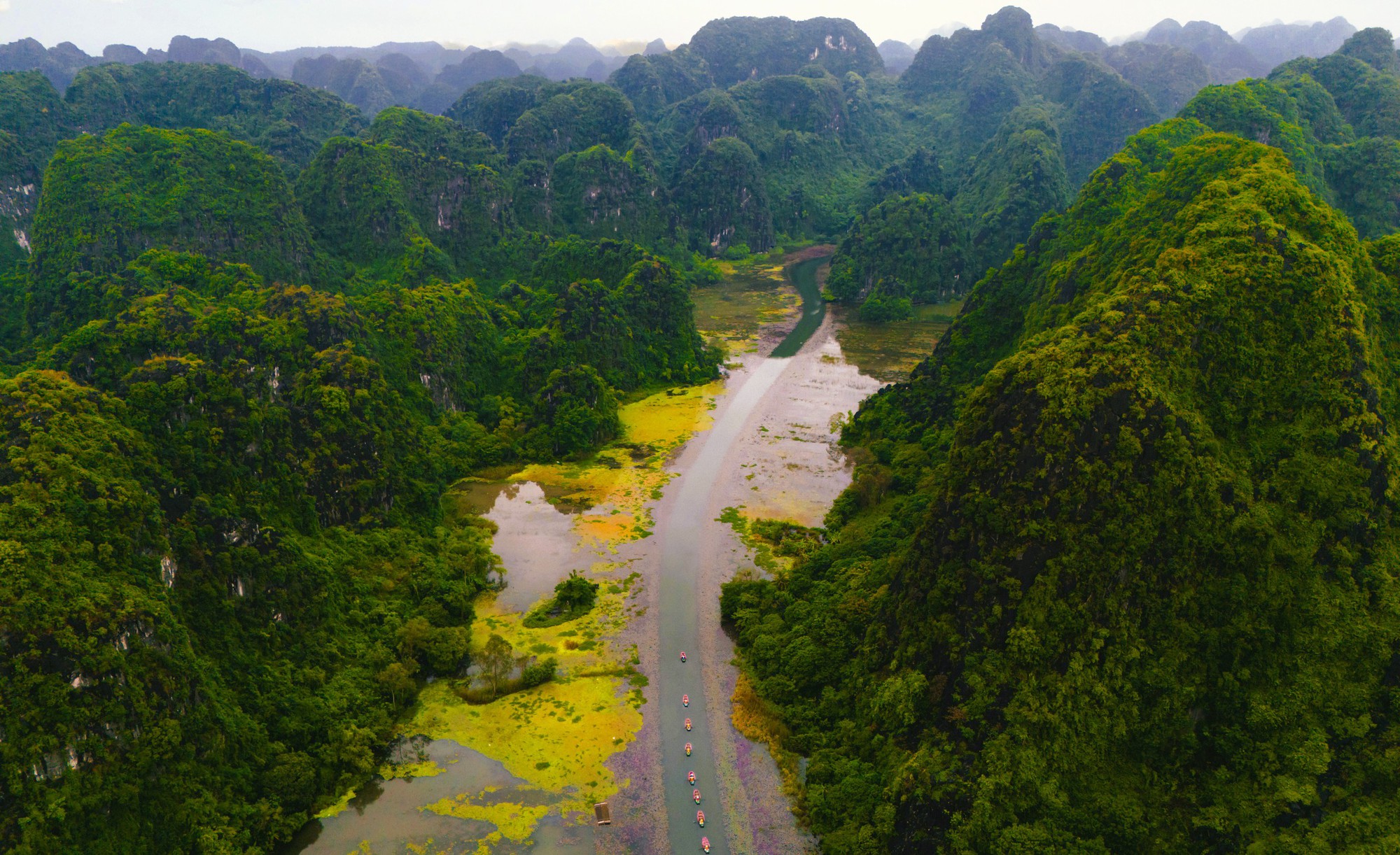 Tam Cốc ngọt lịm mùa hoa súng- Ảnh 3.
