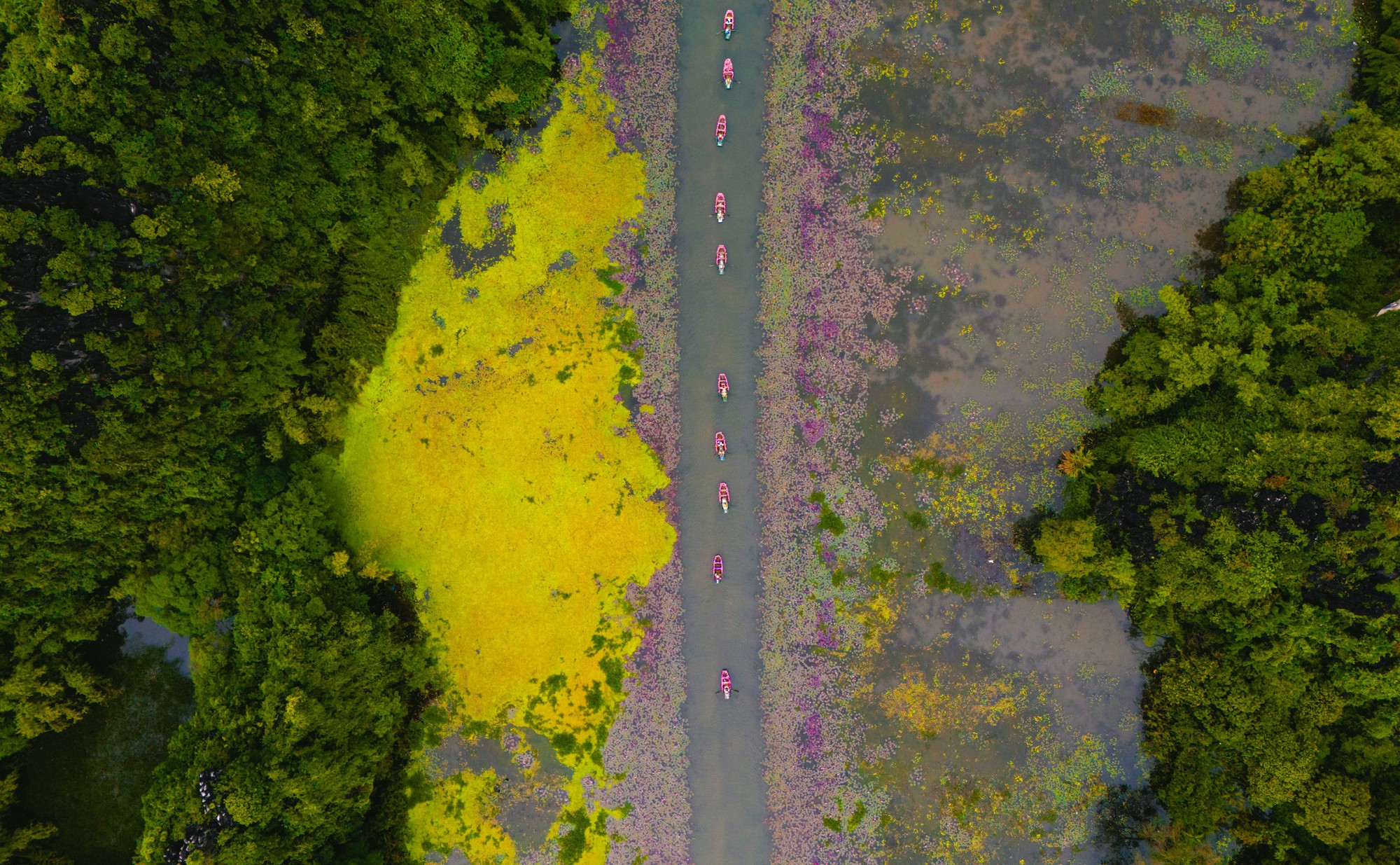 Tam Cốc ngọt lịm mùa hoa súng- Ảnh 6.