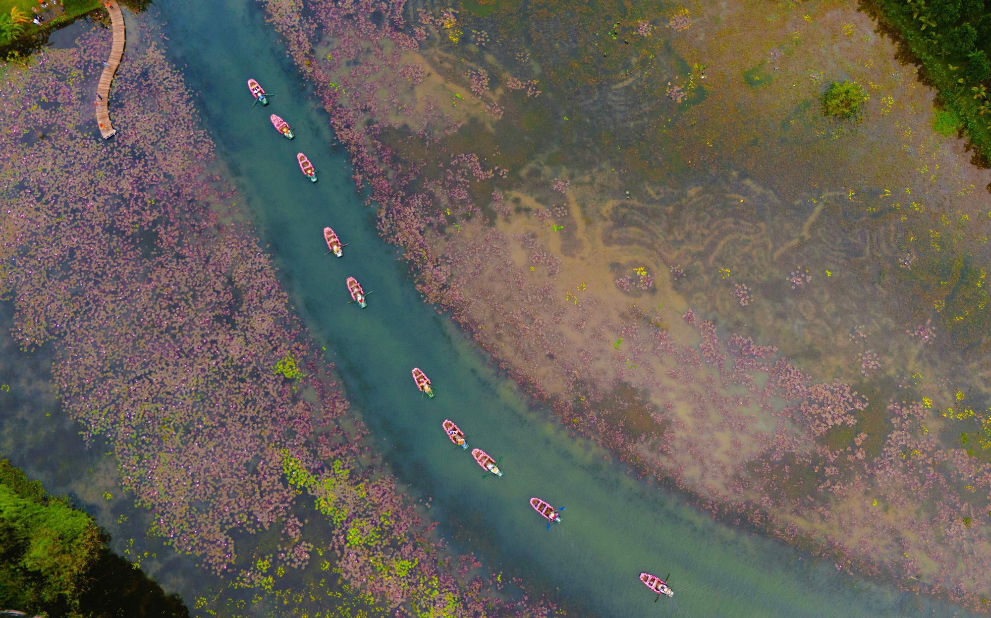 Tam Cốc ngọt lịm mùa hoa súng- Ảnh 7.