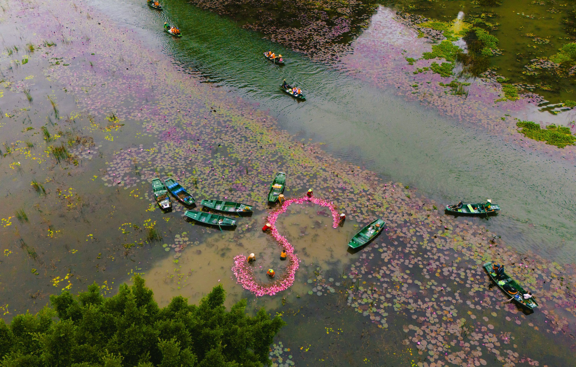 Tam Cốc ngọt lịm mùa hoa súng- Ảnh 8.
