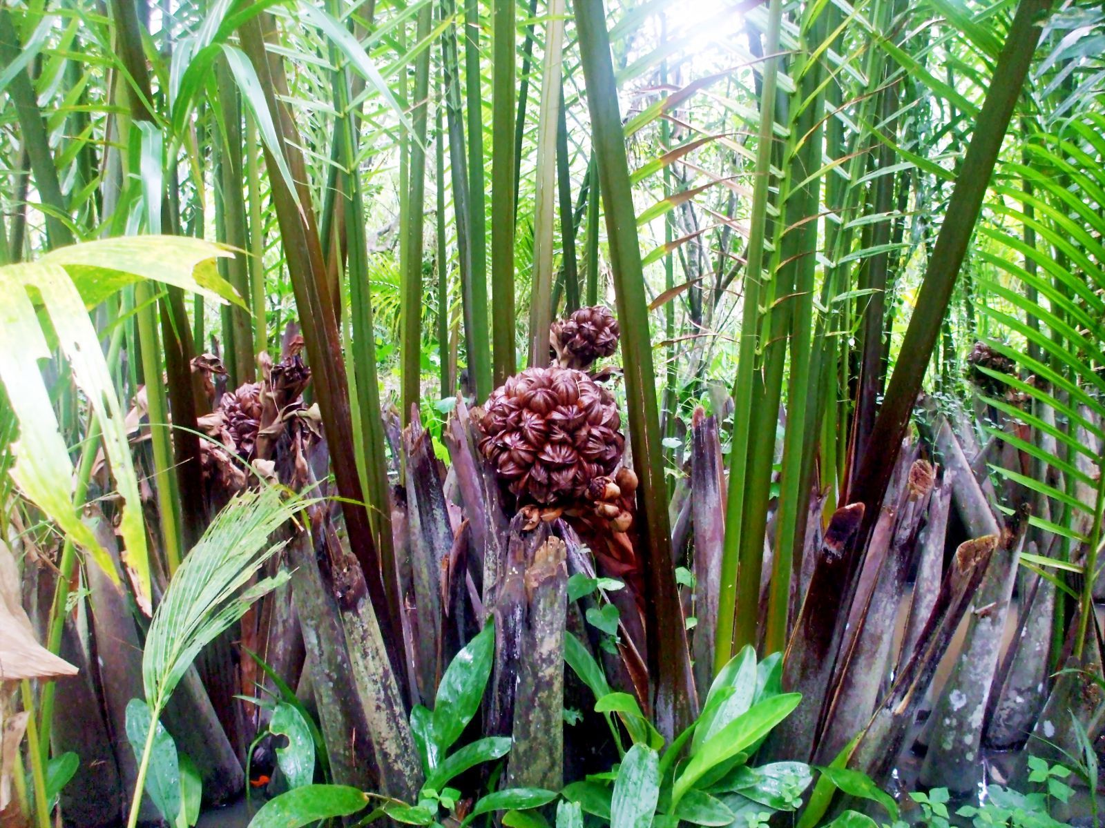 Loại quả mọc đầy ở Việt Nam khiến người Trung Quốc mê mẩn: Vừa mát vừa bổ, giới sành ăn cực “săn đón”- Ảnh 1.