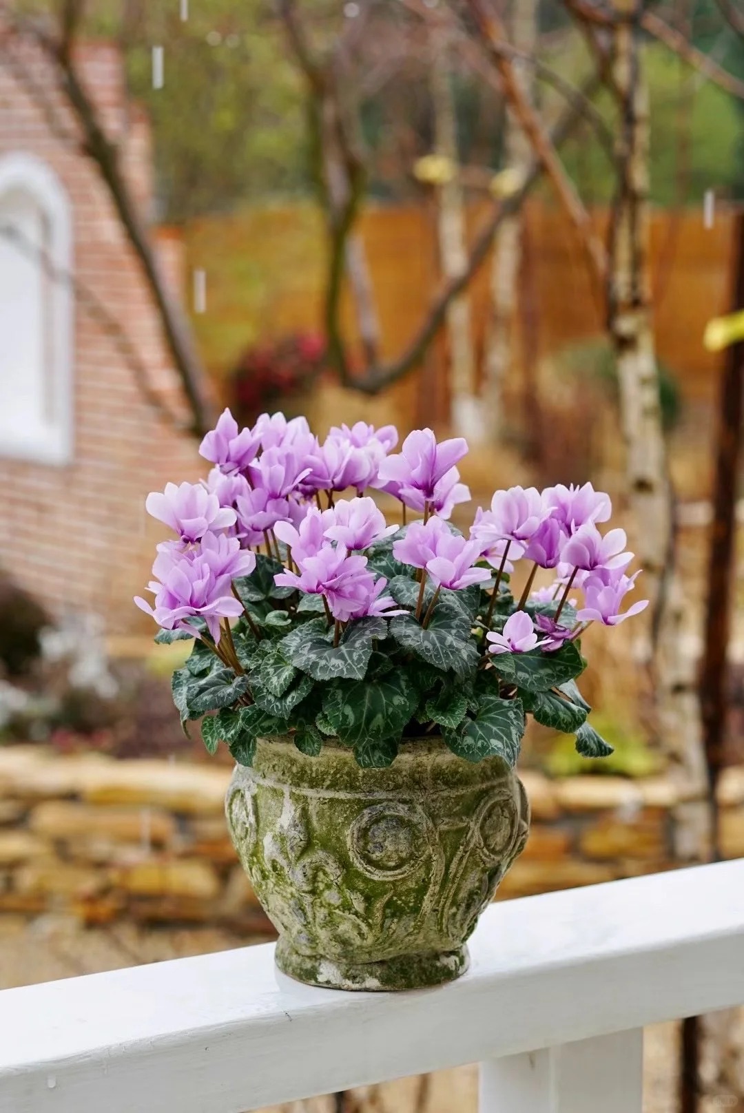 Hoa anh thảo đang hot, vừa dễ trồng lại giúp nhà thêm phúc khí, hoa nở từ Noel đến sau Tết, chị em tha hồ mà chơi- Ảnh 4.