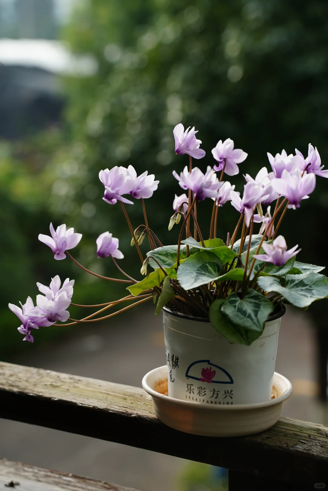 Hoa anh thảo đang hot, vừa dễ trồng lại giúp nhà thêm phúc khí, hoa nở từ Noel đến sau Tết, chị em tha hồ mà chơi- Ảnh 3.