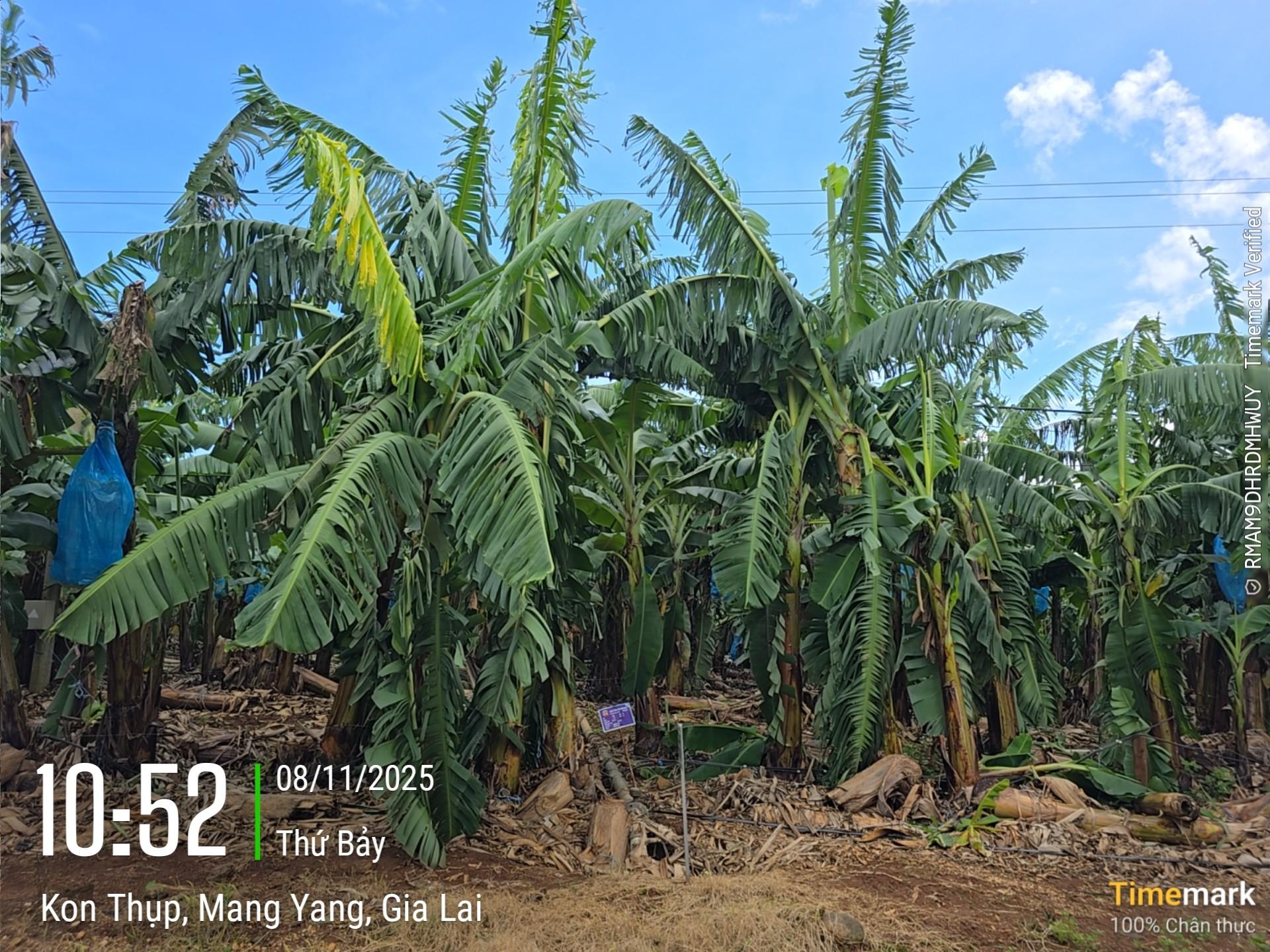 Bão số 13 tàn phá Gia Lai, nông trường chuối của Bầu Đức ra sao?- Ảnh 4.