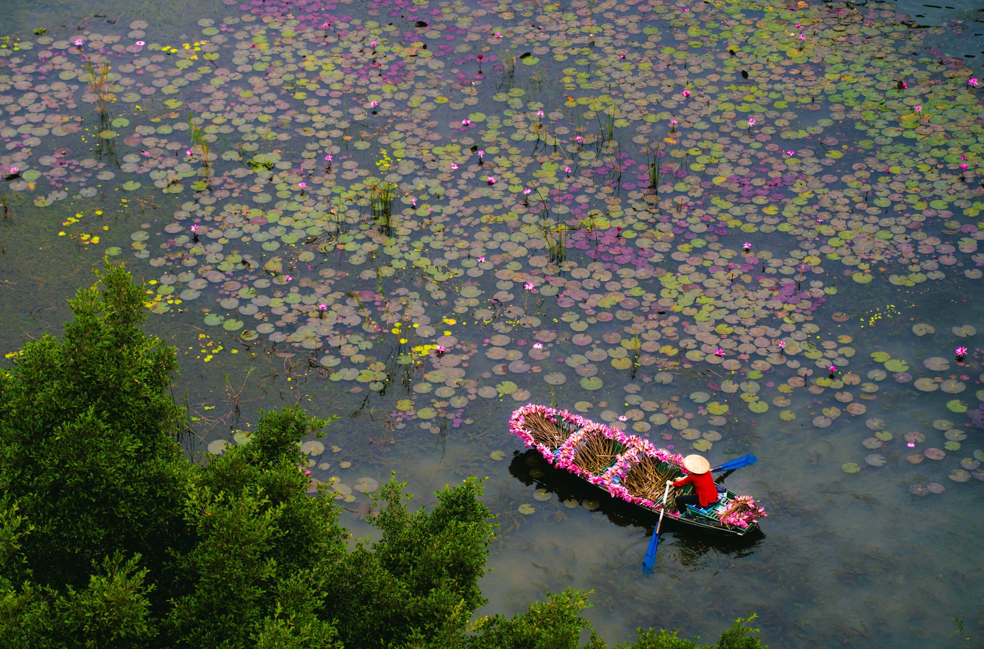 Tam Cốc ngọt lịm mùa hoa súng- Ảnh 12.