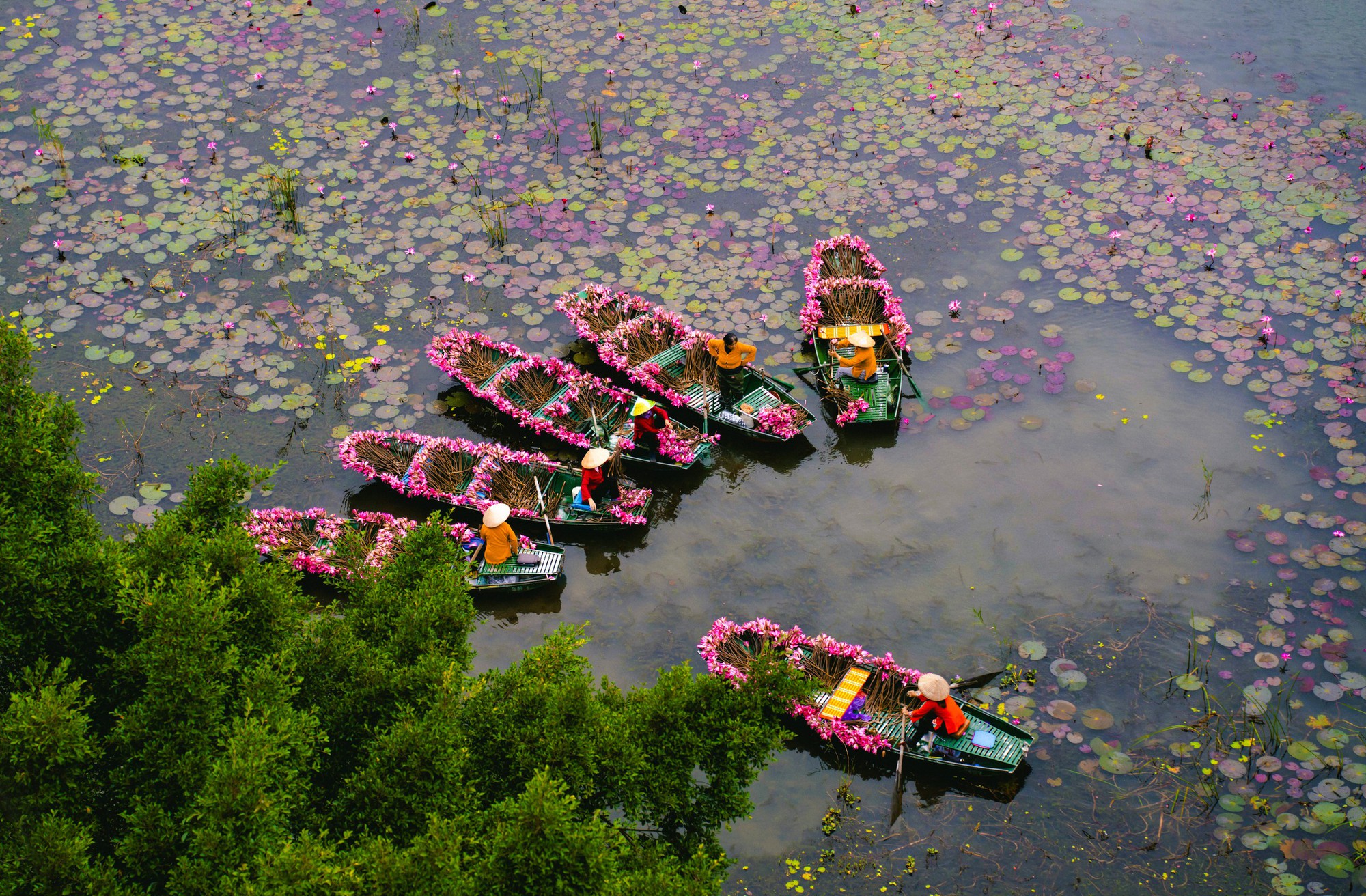 Tam Cốc ngọt lịm mùa hoa súng- Ảnh 13.