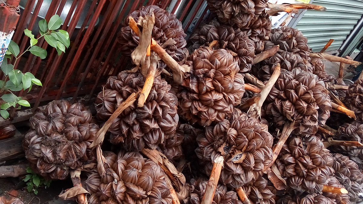 Loại quả mọc đầy ở Việt Nam khiến người Trung Quốc mê mẩn: Vừa mát vừa bổ, giới sành ăn cực “săn đón”- Ảnh 2.