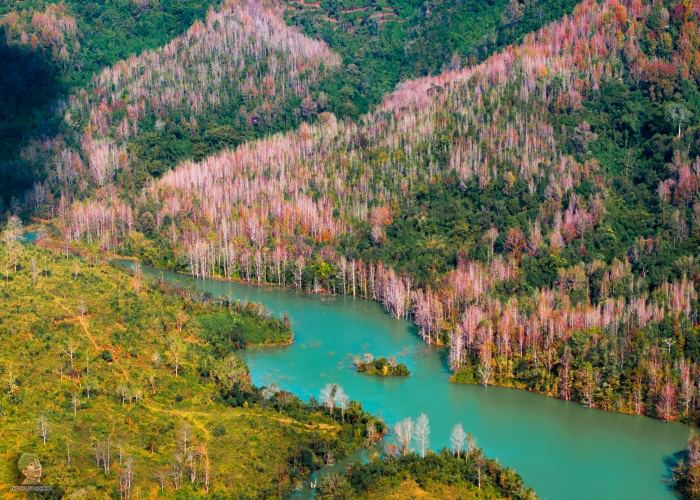 Không phải Hàn Quốc, Nhật Bản, đây là rừng phong ở Việt Nam: Du khách nhận xét Không phải Hàn Quốc, Nhật Bản, đây là rừng phong ở Việt Nam: Du khách nhận xét