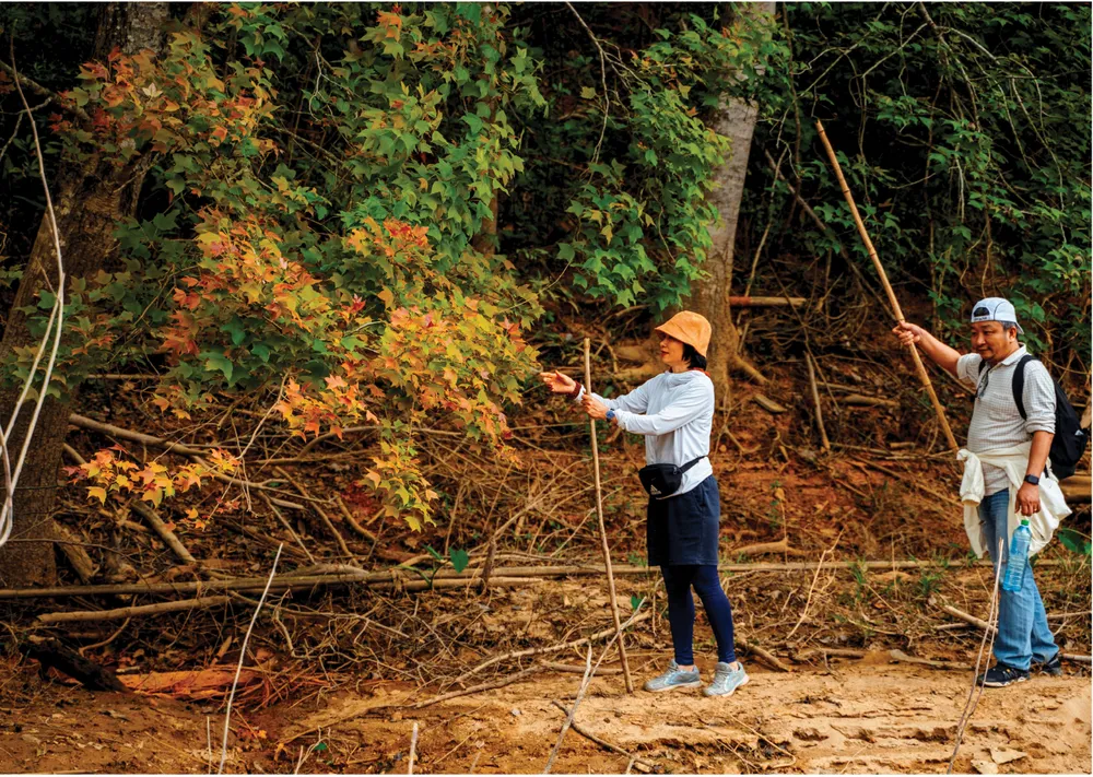 Không phải Hàn Quốc, Nhật Bản, đây là rừng phong ở Việt Nam: Du khách nhận xét Không phải Hàn Quốc, Nhật Bản, đây là rừng phong ở Việt Nam: Du khách nhận xét