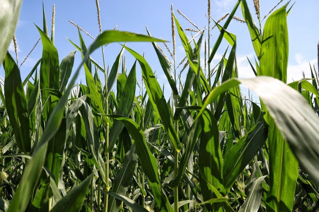 3 nước EU, gồm đồng minh thân cận của Kiev, quyết cấm nhập khẩu hàng hóa Ukraine: EC tuyên bố có thể khởi kiện- Ảnh 1. 3 nước EU, gồm đồng minh thân cận của Kiev, quyết cấm nhập khẩu hàng hóa Ukraine: EC tuyên bố có thể khởi kiện- Ảnh 1.