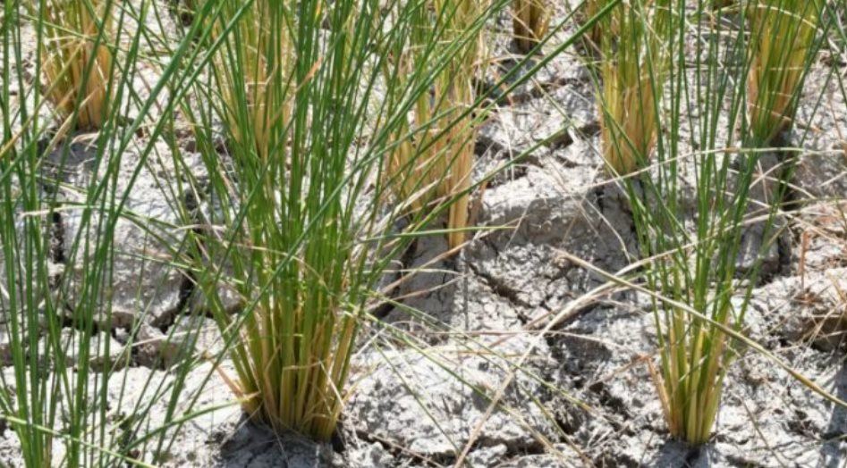 capture1-1765030763098-1765030763335582913501