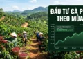 Đầu tư Cà phê (Robusta-Arabica) qua MXV Bí quyết giao dịch theo mùa vụ